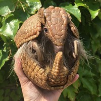 Di akun Instagram, Em sering mengunggah foto dengan berbagai hewan, mulai dari ular, katak, buaya, meerkat, hingga armadillo. Foto: Instagram Emzotic