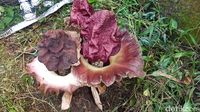 Unik, Bunga Bangkai Bertunas Tiga Tumbuh di Sukabumi