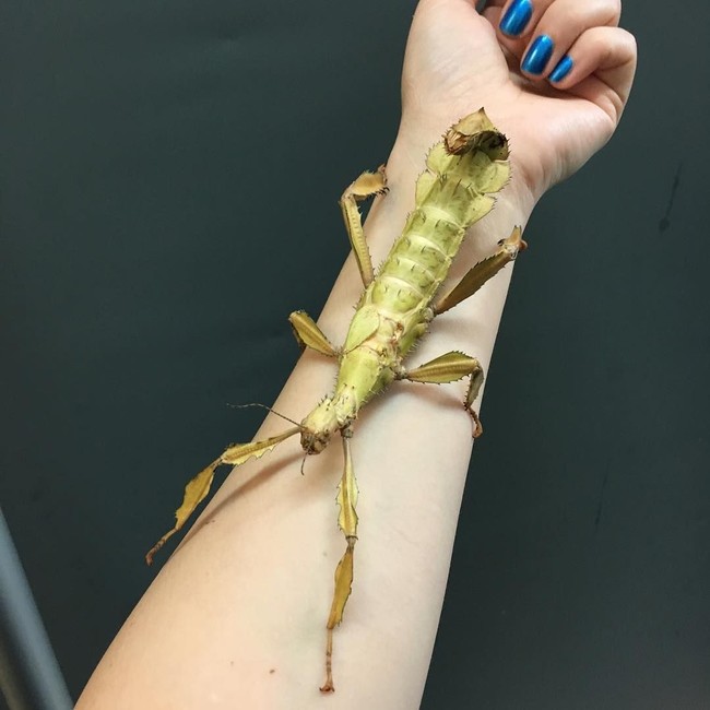 Dalam salah satu postingan, Emzotic mengatakan jika belalang ini adalah aksesori tangan yang lebih keren dari pada perhiasan lain. Foto: Instagram Emzotic