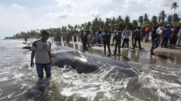 Paus yang terdampar di Aceh / 
