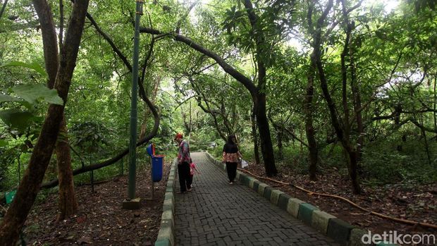 Hutan Kota Srengseng di Jakarta Barat, menjadi alternatif wisata alam bagi warga Jakarta. Terdapat sekitar 4.800 pohon dengan 63 varietas berbeda di hutan ini.