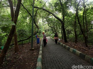 Panduan ke Hutan Kota Srengseng: Sejarah, Jam Buka, hingga Fasilitasnya