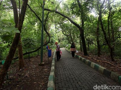 Hutan Kota Srengseng, Alternatif Wisata Alam Jakarta