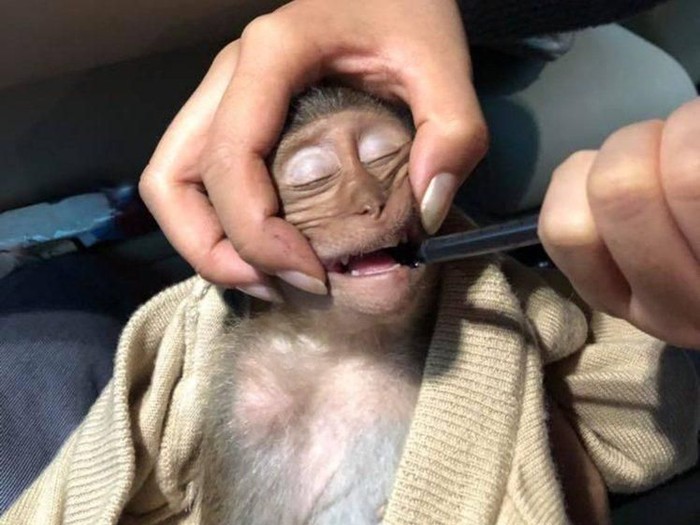 Curi Kopi Turis, Monyet Ini Pingsan 10 Jam