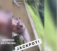 Video kuda nil dilempar anggur merah.