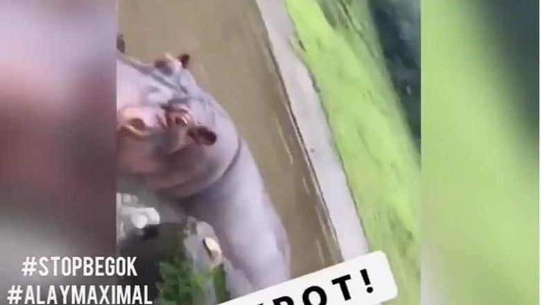 Polisi Periksa Pemuda yang Cekoki Anggur Merah ke Kuda Nil Polisi Periksa Pemuda yang Cekoki Anggur Merah ke Kuda Nil