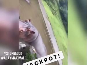 Kasus Kuda Nil Dicekoki Miras, Polisi Tunggu Observasi Taman Safari
