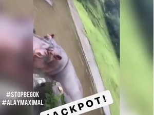 Kuda Nil Dicekoki Anggur Merah, Taman Safari Tingkatkan Pengawasan
