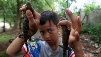 Seorang anak berhasil menangkap 2 ekor tokek yang ada di Hutan Kota Srengseng.