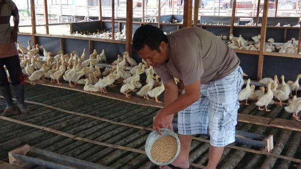 Kisah Polisi Sukses Bisnis Bebek Hingga Bisa Jalan-jalan ke China