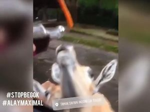 Kuda Nil Dicekoki Anggur Merah, Taman Safari Lapor ke Polisi