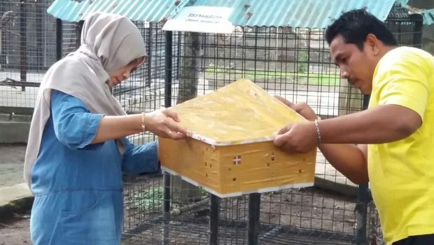Kakaktua jambul kuning itu kini dalam penanganan BKSDA Wilayah V Banyuwangi