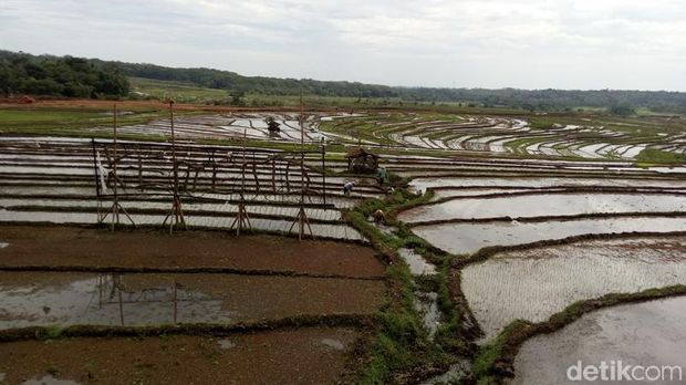 Hamparan sawah Desa Kemetul, Semarang yang bisa dinikmati sambil duduk-duduk di gazebo. 