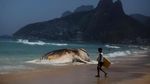 Foto: Penampakan Paus Raksasa yang Mati di Pantai Brasil
