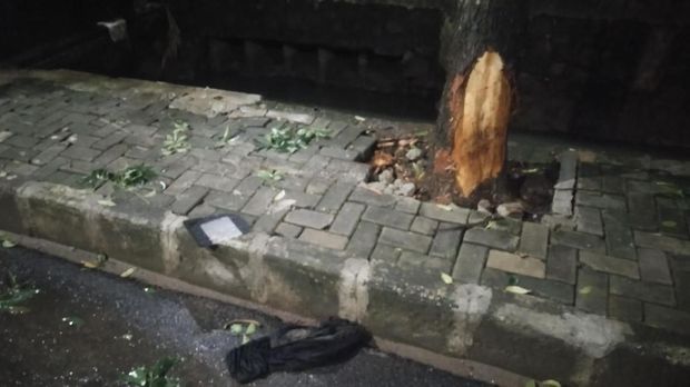 Pohon tergores akibat kecelakaan