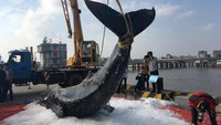 Paus tersebut ditemukan di pantai di Qidong, provinsi Jiangsu, China pada 13 November 2017. Foto: Reuters