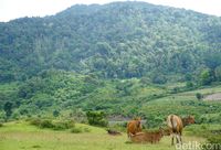 Sapi-sapi di Savana Lenyek (Wahyu/detikTravel)
