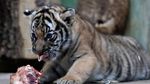 Gemasnya Bayi Kembar Harimau Malaya Langka yang Lahir di Praha