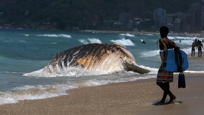 Foto: Penampakan Paus Raksasa yang Mati di Pantai Brasil