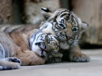 Gemasnya Bayi Kembar Harimau Malaya Langka yang Lahir di Praha