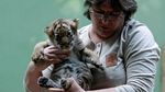 Gemasnya Bayi Kembar Harimau Malaya Langka yang Lahir di Praha