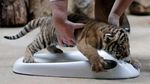 Gemasnya Bayi Kembar Harimau Malaya Langka yang Lahir di Praha