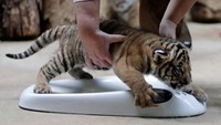Gemasnya bayi harimau Malaya saat hendak ditimbang