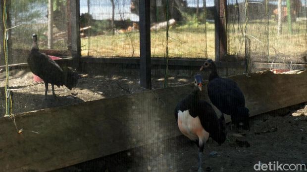 Maleo setia kepada pasangannya sepanjang hayat (Wahyu/detikTravel)