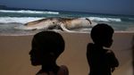 Foto: Penampakan Paus Raksasa yang Mati di Pantai Brasil