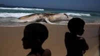 Paus tersebut ditemukan di pantai Ipanema, Brasil dalam kondisi sudah mati. 