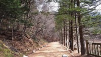 Ini hutan cemara di area Kuil Wuljeongsa, lokasi syuting drama Korea Goblin pada episode sembilan ketika Kim Shin (Gong Yoo) mengikuti Ji Eun Tak (Kim Go Eun) dari belakang.