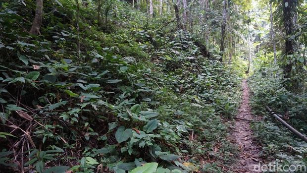 Jalan setapak menuju ke Air Terjun Laumarang (Wahyu/detikTravel)