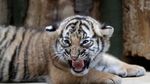 Gemasnya Bayi Kembar Harimau Malaya Langka yang Lahir di Praha