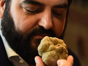 Pria Asal Hong Kong Ini Berhasil Beli Jamur Truffle Putih Seharga Rp 1,2 Miliar