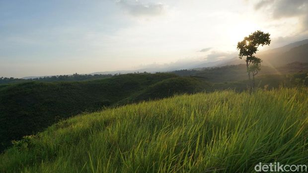 Pohon jomblo yang berdiri sendirian (Wahyu/detikTravel)