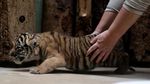 Gemasnya Bayi Kembar Harimau Malaya Langka yang Lahir di Praha