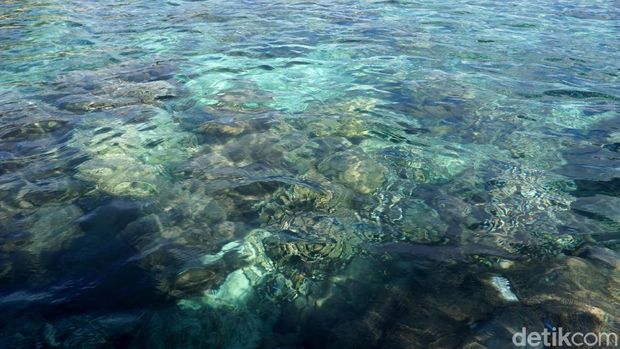Terumbu karang di Pantai Kilo Lima (Wahyu/detikTravel)