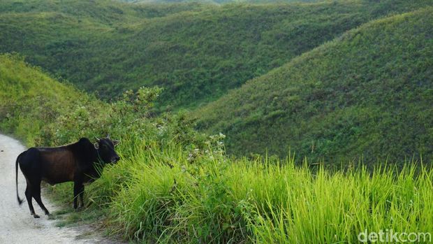 Sapi sedang merumput (Wahyu/detikTravel)