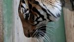 Gemasnya Bayi Kembar Harimau Malaya Langka yang Lahir di Praha