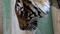 Ibu bayi harimau kembar ini, Banya berusia 11 tahun. Dia dalam kondisi baik