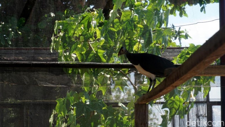 Kisah Kesetiaan Burung Maleo, Berdua Sehidup Semati