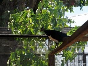 Kisah Burung Maleo, Setia Hanya Pada Satu Pasangan