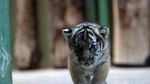 Gemasnya Bayi Kembar Harimau Malaya Langka yang Lahir di Praha