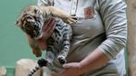 Gemasnya Bayi Kembar Harimau Malaya Langka yang Lahir di Praha