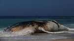 Foto: Penampakan Paus Raksasa yang Mati di Pantai Brasil