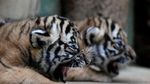 Gemasnya Bayi Kembar Harimau Malaya Langka yang Lahir di Praha