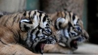 Sepasang bayi kembar harimau Malaya lahir di Kebun Binatang Praha pada 3 Oktober lalu.