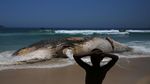 Foto: Penampakan Paus Raksasa yang Mati di Pantai Brasil