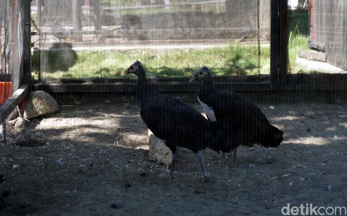 burung