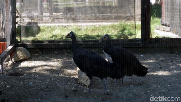 Sepasang maleo yang sudah dijodohkan (Wahyu/detikTravel)